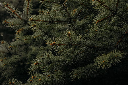 photography of green tree thumbnail