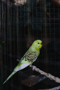 Cute colorful budgies in cage thumbnail