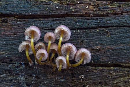 white-and-yellow mushrooms thumbnail