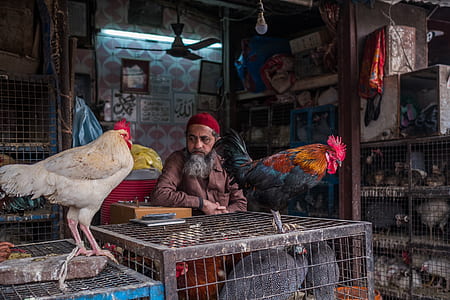 man sitting near roosters thumbnail
