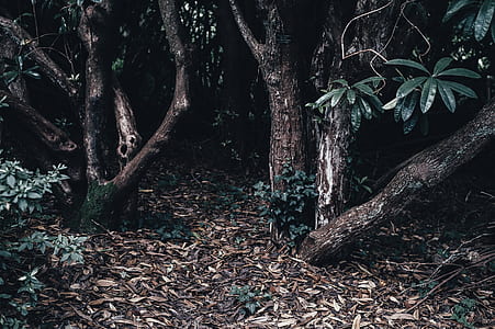 photo of green trees thumbnail