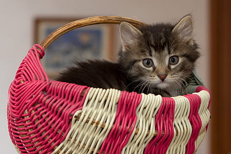 gray and black cat inside pink and white wicker basket thumbnail