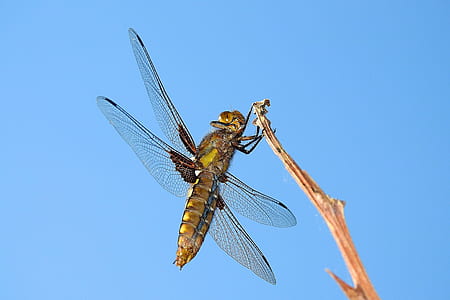 shallow focus photography of green dragonfly on brown branch thumbnail