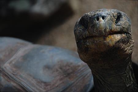 selective focus photography of tortoise thumbnail