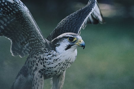white and grey eagle in close-up photo thumbnail