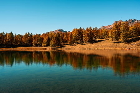 pine trees near body of water during daytime thumbnail