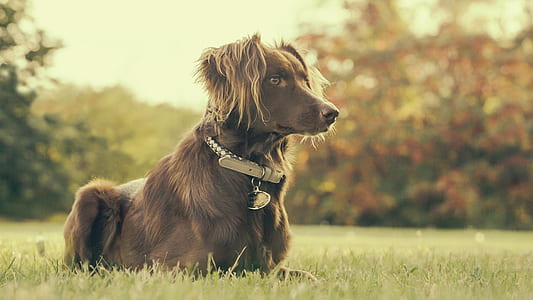 field, animal, dog, pet thumbnail