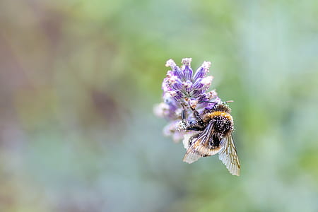 yellowjacket on purple flowers thumbnail