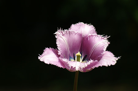 macro photography of pink tulip flower thumbnail