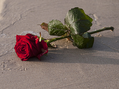 red rose on sand thumbnail