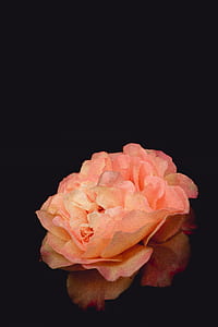 pink petal flower thumbnail
