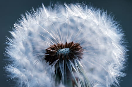 close-up photography of white dandelion thumbnail