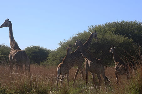 Photo of Giraffes in the Field thumbnail
