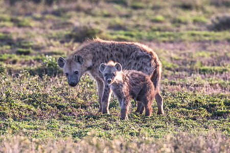 adult hyena and cub standing on grass thumbnail