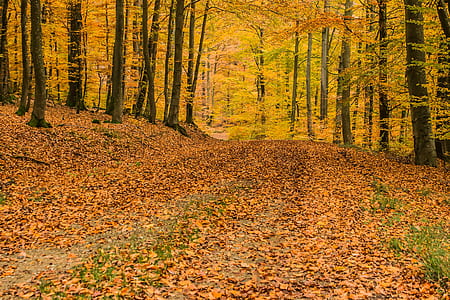 dries leaves on road under trees thumbnail