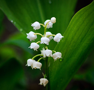 close up photo of white lily of the Valley in bloom thumbnail