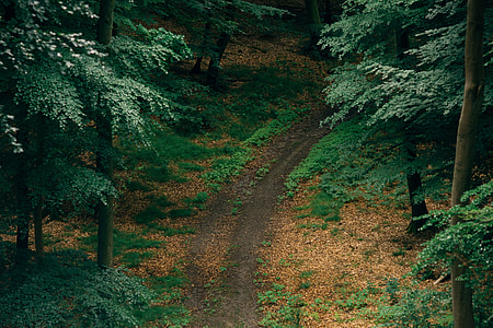 Path in forest thumbnail