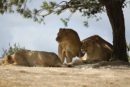 lioness under tree during daytime thumbnail