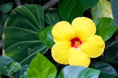 yellow and red hibiscus flower in close-up photography thumbnail