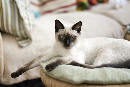 white and black Siamese cat on bed thumbnail