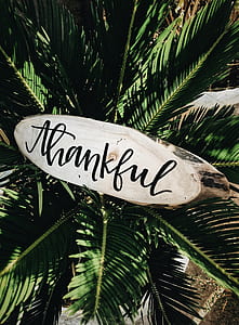 thankful signage near green leaves thumbnail