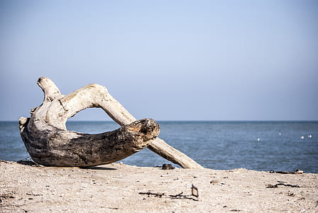 beige tree branch on gray sand near seashore thumbnail