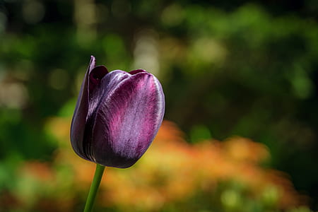selective focus photography of purple tulip flower thumbnail