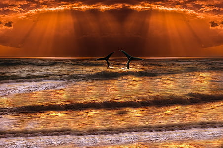 two large fish tails showing above body of water thumbnail