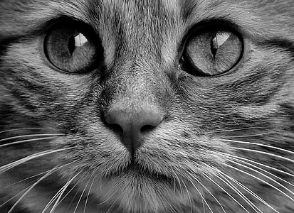 silver tabby cat closeup photo thumbnail
