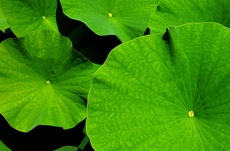 green leaf plant thumbnail