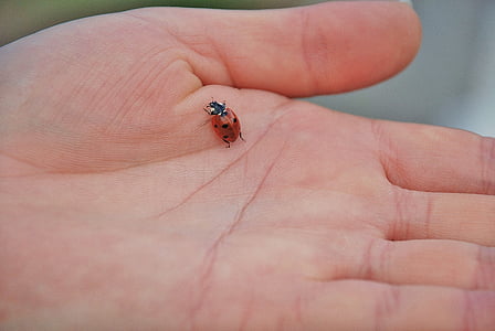 selective focused photo of stink bug thumbnail