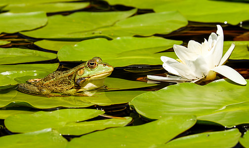 frog on lily pod near white waterlily flower at daytime thumbnail