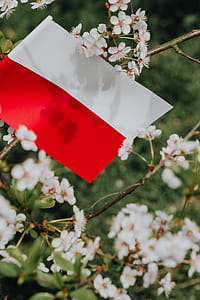Flag of Poland - Polska Flaga thumbnail