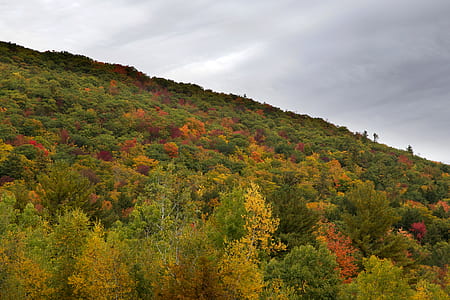landscape, nature, forest, trees thumbnail
