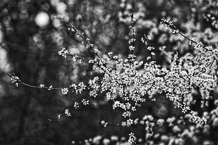 grayscale photography of flowers thumbnail