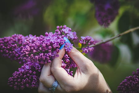 Person Holding Purple Hyacinth Flower thumbnail
