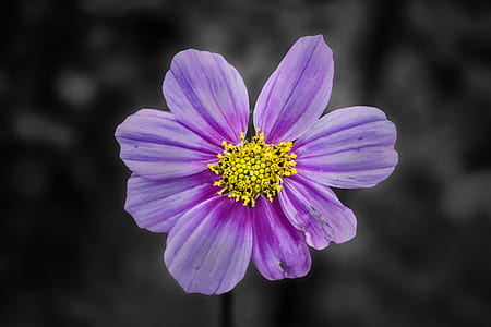 selective focus of purple petaled flower thumbnail