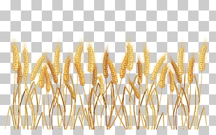 Wheat Cereal , Wheatgrass Transparent , wheat field PNG clipart