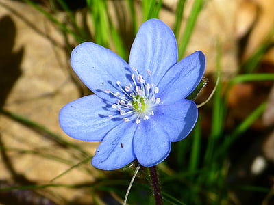 closeup photography of blue hepatica flower blooms during daytime thumbnail