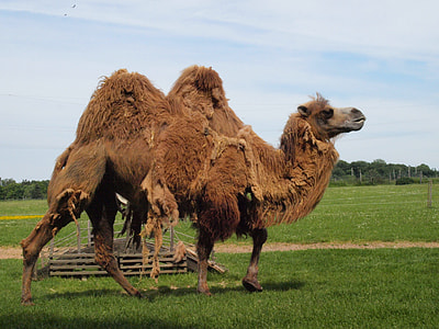 camel during daytime thumbnail