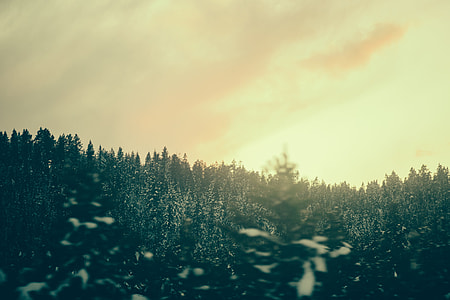 landscape photography of Pinus trees during golden hour thumbnail