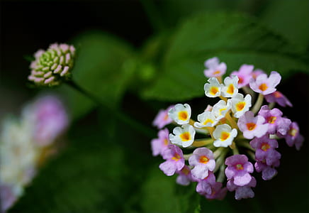 Closeup Photography of Purple and White Cluster Flowers thumbnail