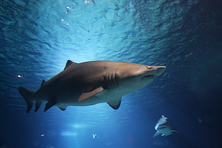 sharks under water thumbnail