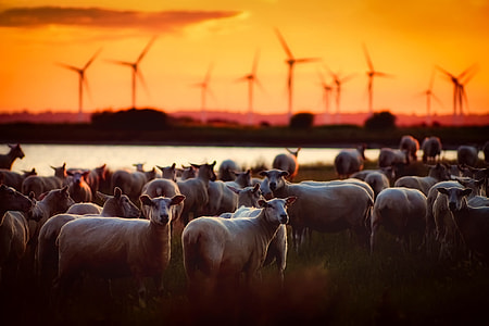 close up photography of group of animal thumbnail