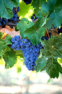 blue grapes thumbnail