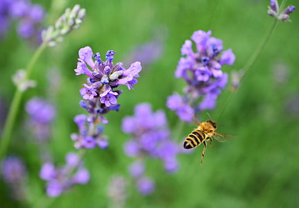 macro photo of honey bee flying near purple flower thumbnail