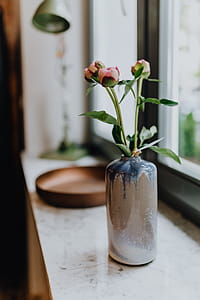 Peony flowers in vase thumbnail