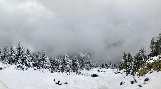 snow-covered trees and field covered with fogs photo thumbnail