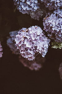 close up photography of purple hydrangeas in bloom thumbnail