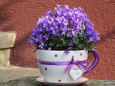 purple campanula flower in white teacup vase thumbnail